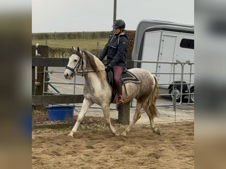 Paint Horse Mix Gelding 3 years 15 hh Pinto in Daleiden