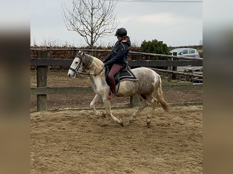 Paint Horse Mix Gelding 3 years 15 hh Pinto in Daleiden