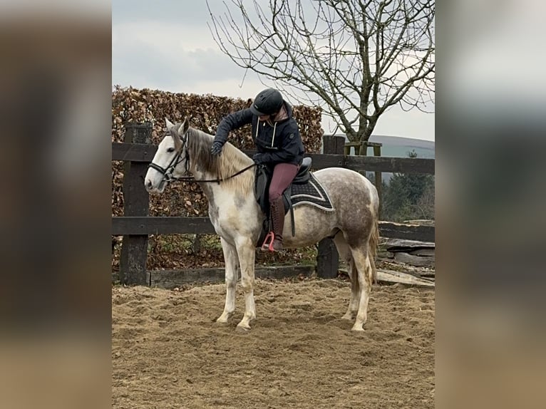 Paint Horse Mix Gelding 3 years 15 hh Pinto in Daleiden