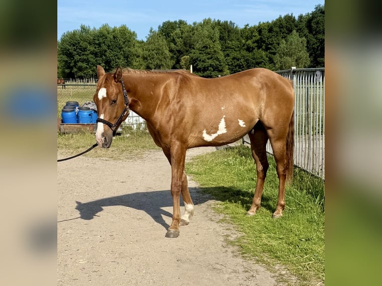 Paint Horse Gelding 3 years 15 hh Red Dun in Heerlen