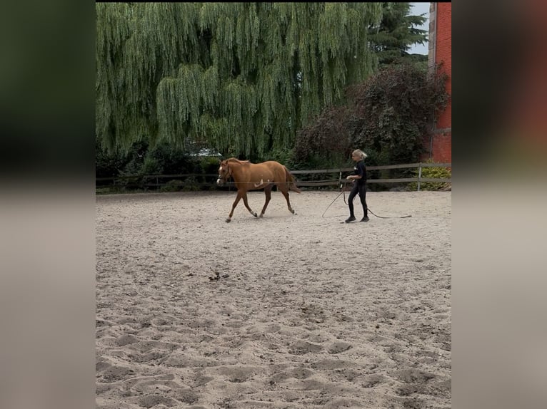 Paint Horse Gelding 3 years 15 hh Red Dun in Heerlen