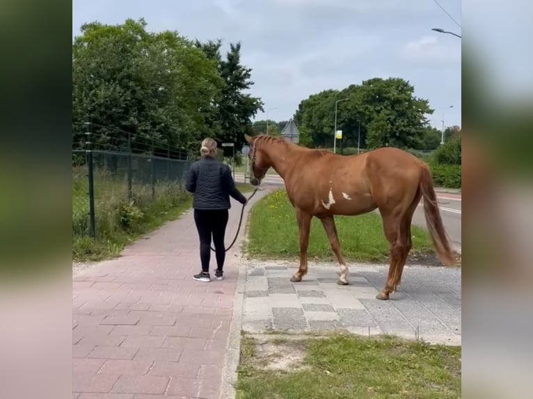 Paint Horse Gelding 3 years 15 hh Red Dun in Heerlen