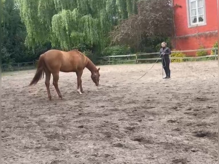 Paint Horse Gelding 3 years 15 hh Red Dun in Heerlen