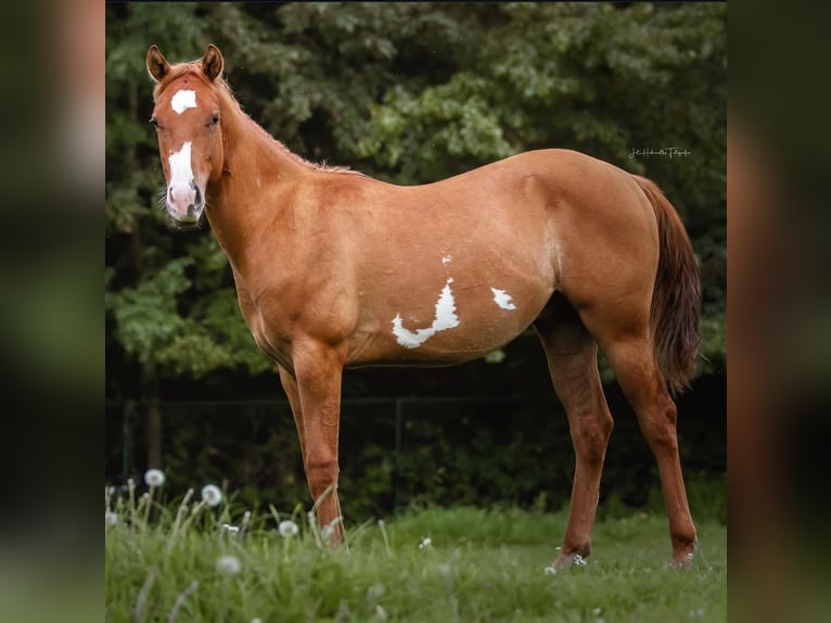 Paint Horse Gelding 3 years 15 hh Red Dun in Heerlen