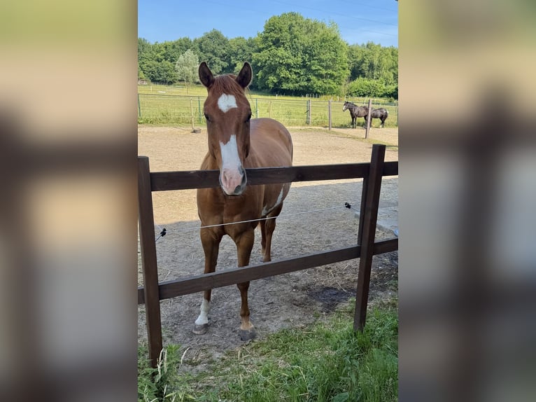 Paint Horse Gelding 3 years 15 hh Red Dun in Heerlen