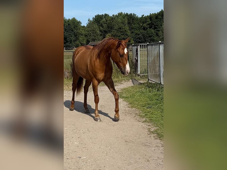 Paint Horse Gelding 3 years 15 hh Red Dun in Heerlen