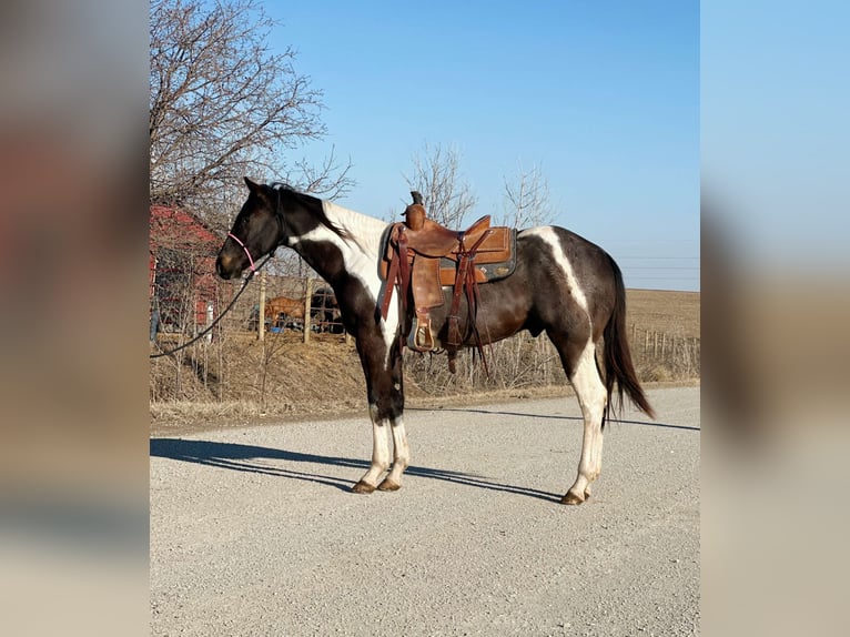 Paint Horse Mix Gelding 3 years 15 hh Roan-Blue in Van Horne