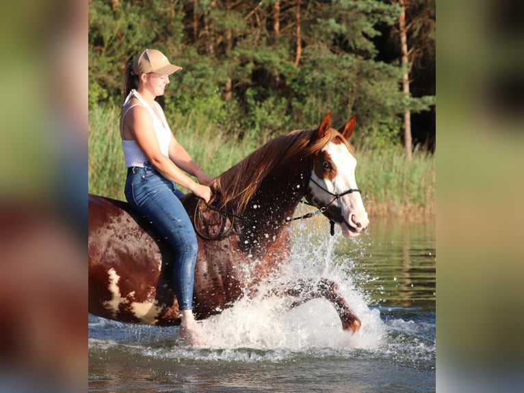 Paint Horse Mix Gelding 3 years 15,1 hh Overo-all-colors in Oberlangen