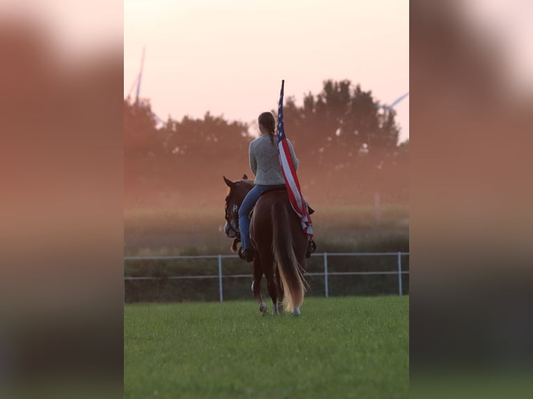 Paint Horse Mix Gelding 3 years 15,1 hh Overo-all-colors in Oberlangen