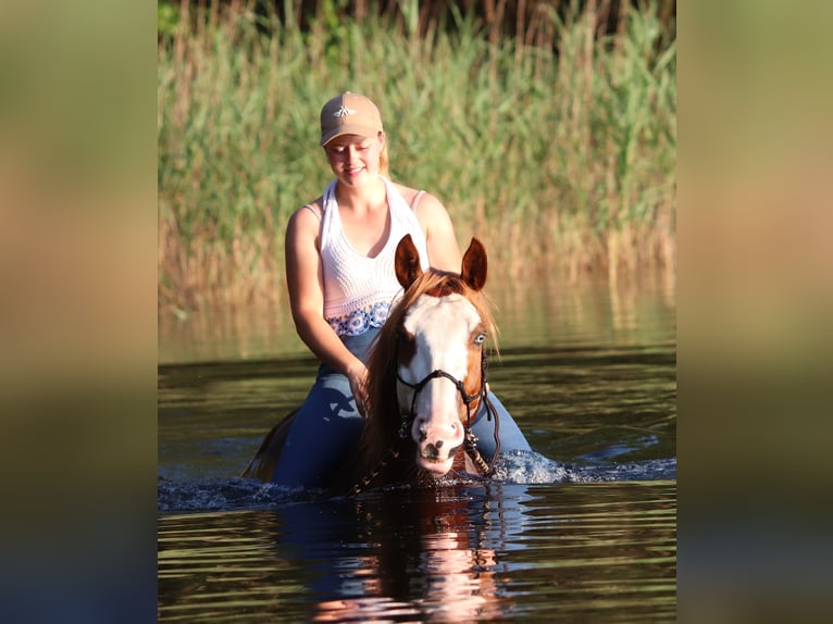 Paint Horse Mix Gelding 3 years 15,1 hh Overo-all-colors in Oberlangen