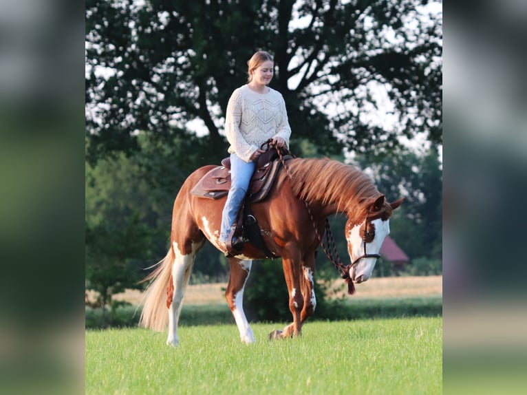 Paint Horse Mix Gelding 3 years 15,1 hh Overo-all-colors in Oberlangen