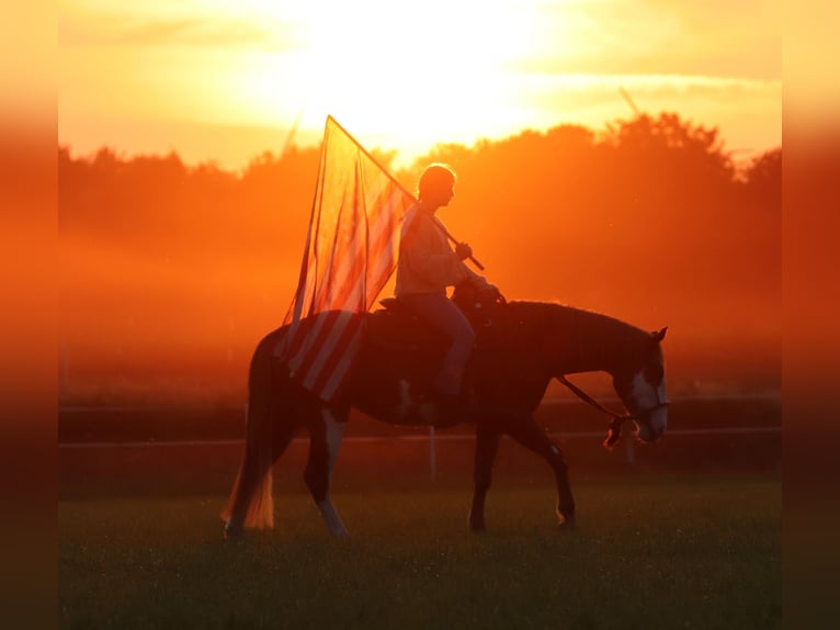 Paint Horse Mix Gelding 3 years 15,1 hh Overo-all-colors in Oberlangen