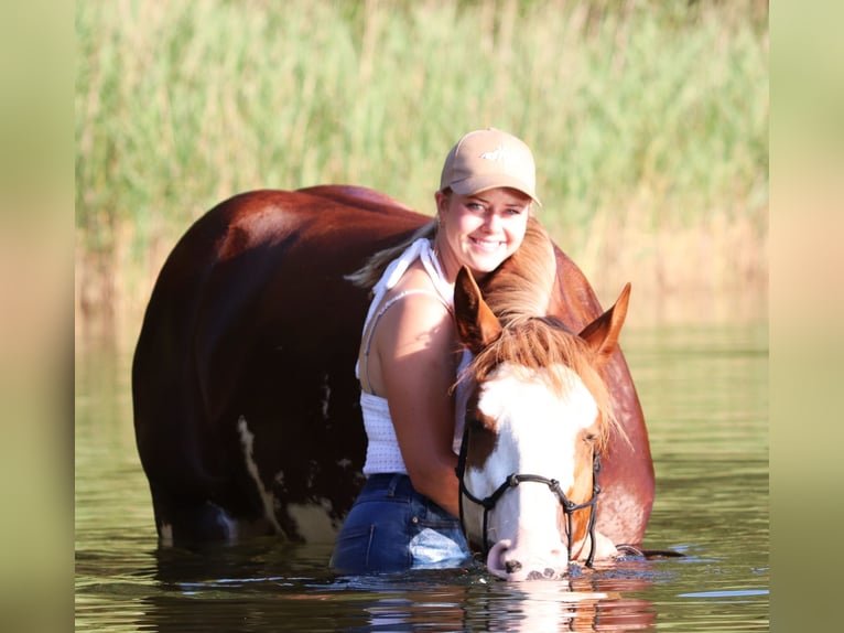 Paint Horse Mix Gelding 3 years 15,1 hh Overo-all-colors in Oberlangen
