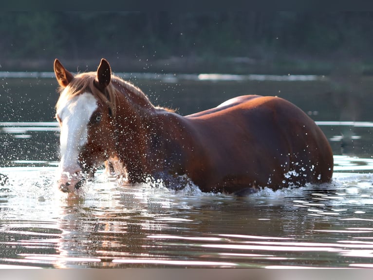Paint Horse Mix Gelding 3 years 15,1 hh Overo-all-colors in Oberlangen