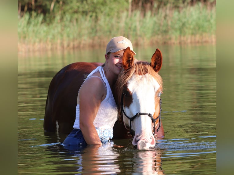 Paint Horse Mix Gelding 3 years 15,1 hh Overo-all-colors in Oberlangen