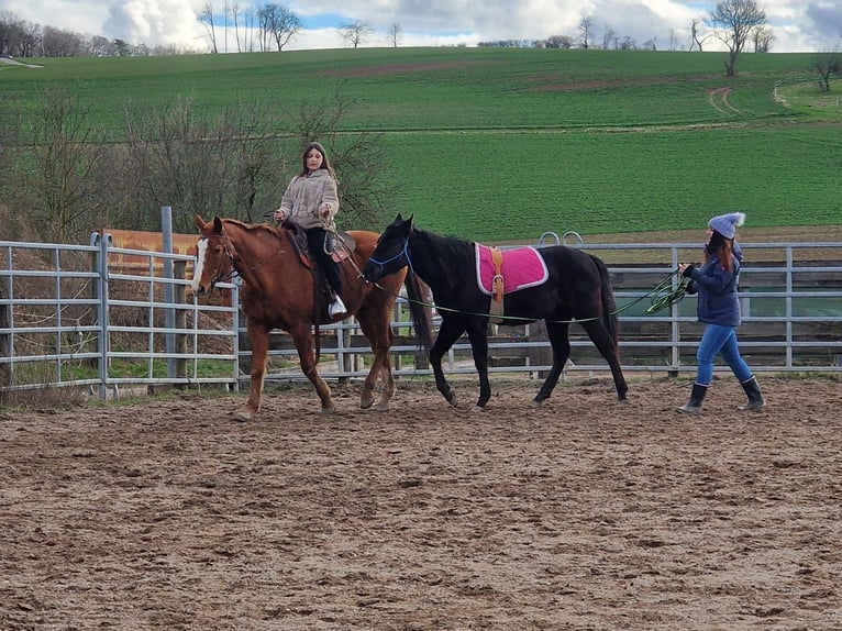 Paint Horse Gelding 3 years 15,2 hh Black in Gro&#xDF;-Umstadt