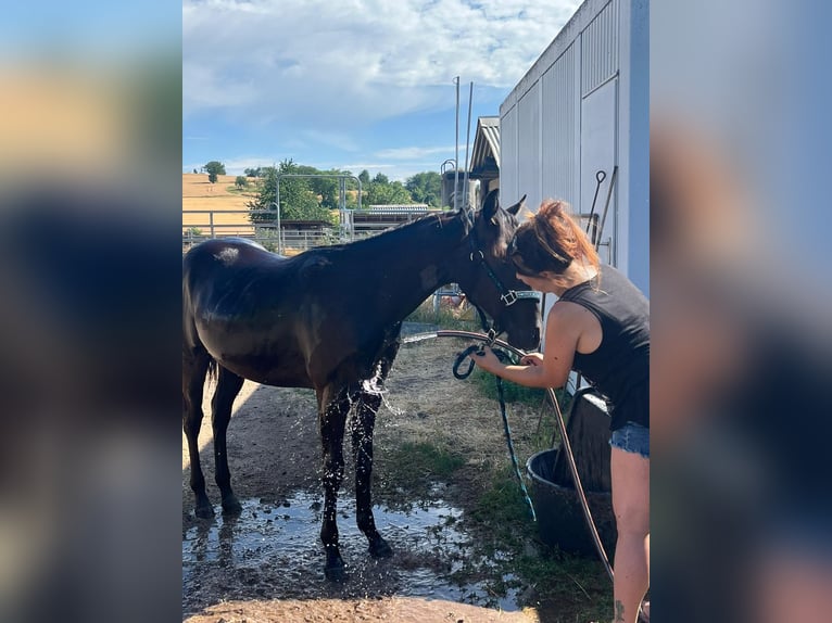 Paint Horse Gelding 3 years 15,2 hh Black in Gro&#xDF;-Umstadt