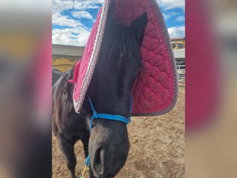 Paint Horse Gelding 3 years 15,2 hh Black in Gro&#xDF;-Umstadt