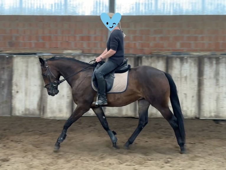 Paint Horse Gelding 3 years 15,2 hh Brown in Geel