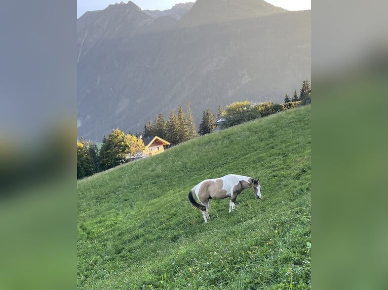 Paint Horse Gelding 3 years Buckskin in Neukirchen