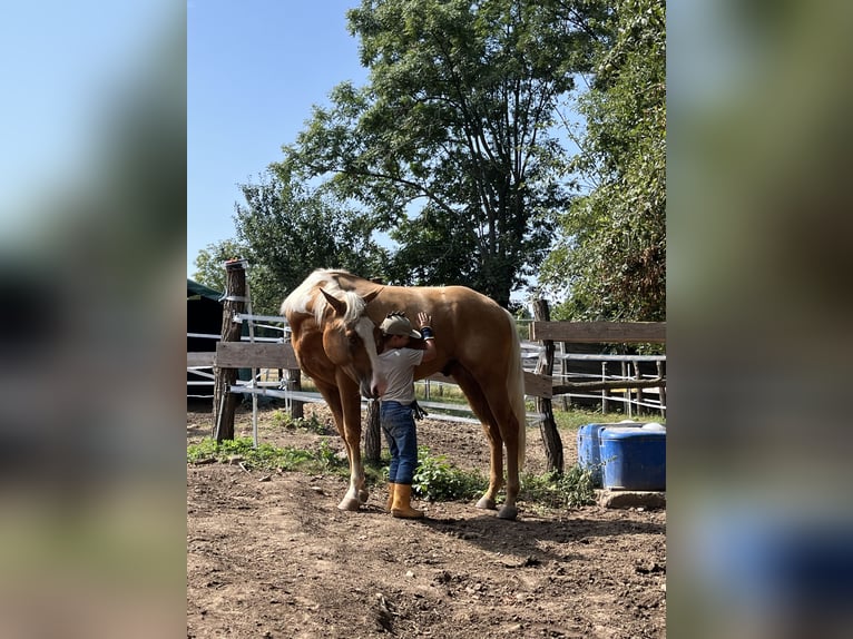 Paint Horse Gelding 3 years Palomino in Wien