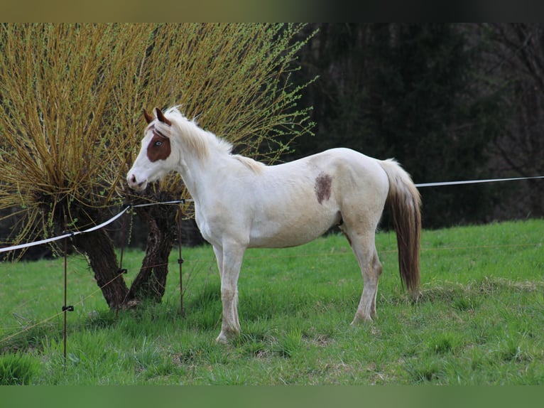 Paint Horse Mix Gelding 3 years Tovero-all-colors in GLOBOKO