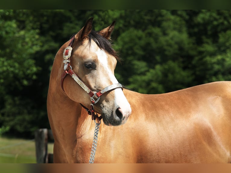 Paint Horse Gelding 4 years 14,1 hh Buckskin in WindeckWindeck