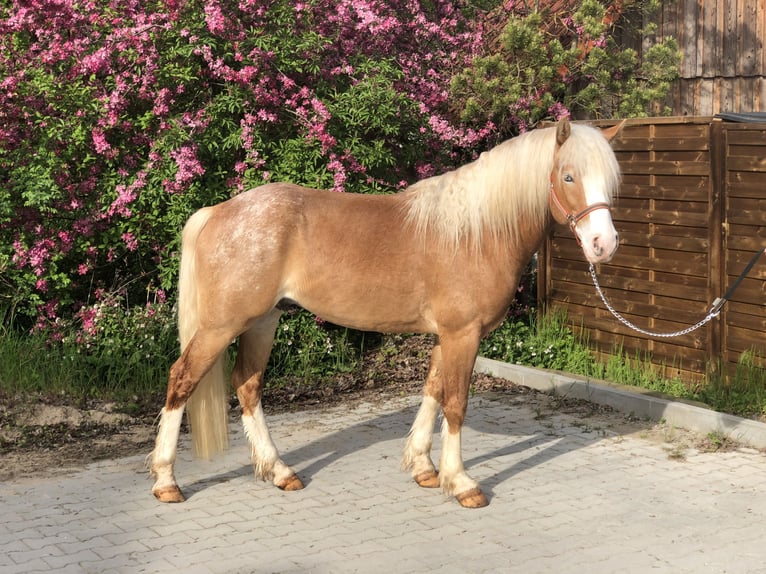 Paint Horse Gelding 4 years 14,1 hh Cremello in Mainbernheim