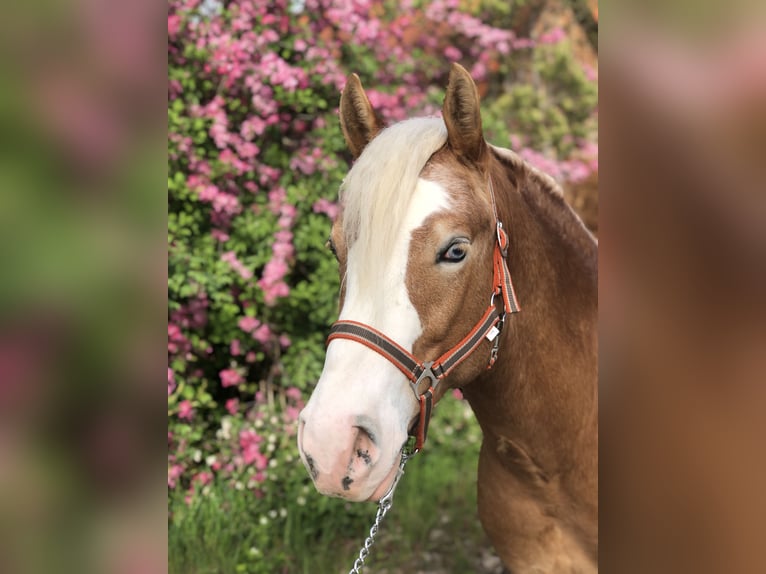 Paint Horse Gelding 4 years 14,1 hh Cremello in Mainbernheim