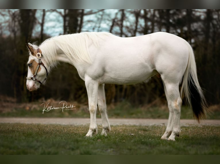 Paint Horse Gelding 4 years 14,1 hh in Moosthenning