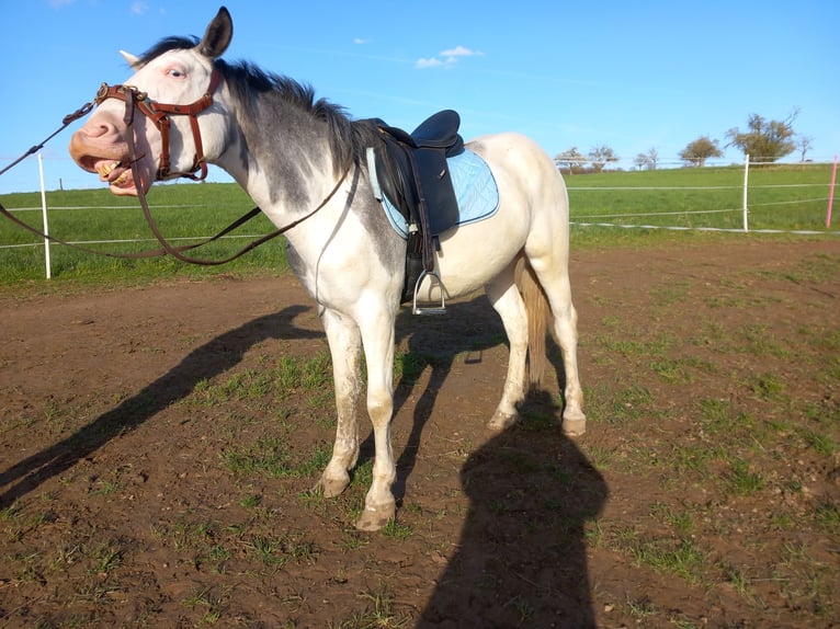 Paint Horse Mix Gelding 4 years 14,1 hh Tobiano-all-colors in Villmar