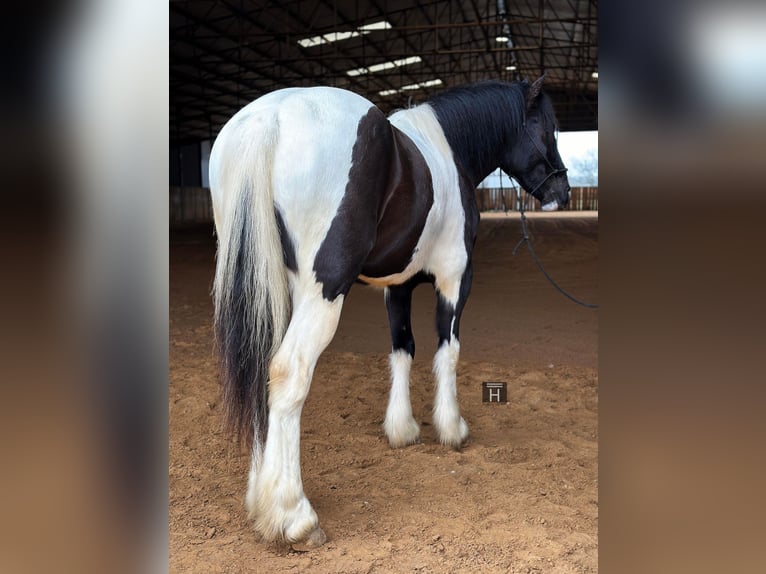 Paint Horse Gelding 4 years 14,1 hh Tobiano-all-colors in Jacksboro TX