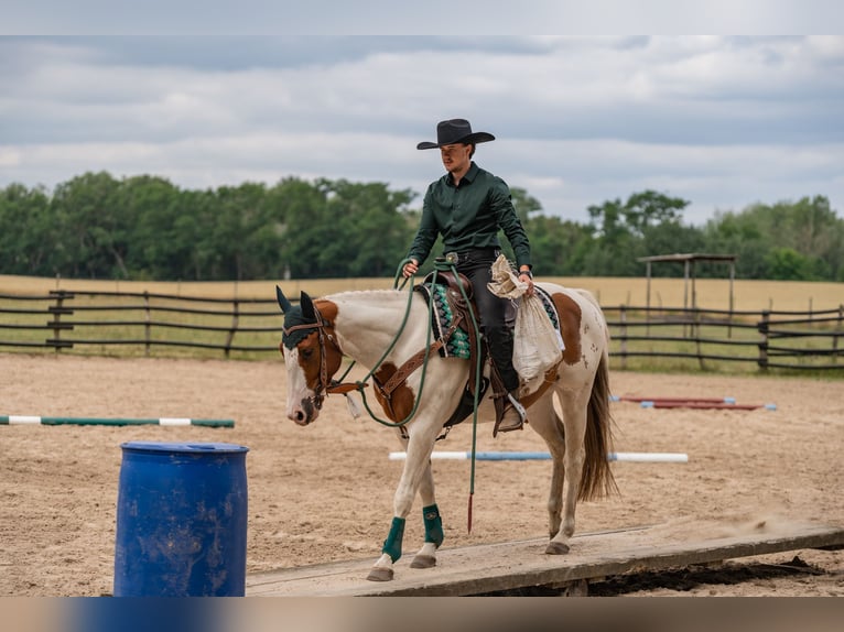 Paint Horse Gelding 4 years 14,2 hh Tobiano-all-colors in Brandenburg an der Havel