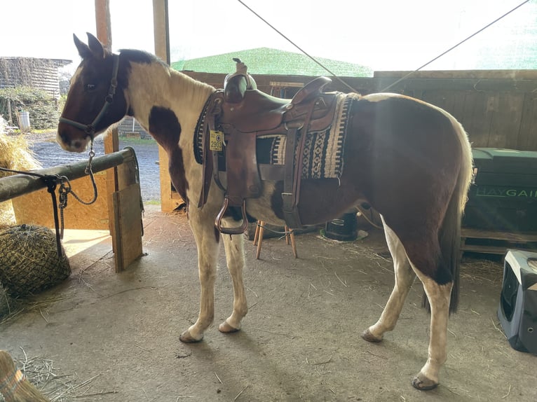 Paint Horse Gelding 4 years 14,3 hh Pinto in Lützelbach