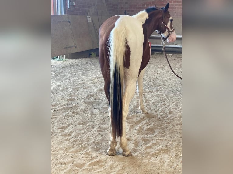 Paint Horse Gelding 4 years 14,3 hh Pinto in Lützelbach