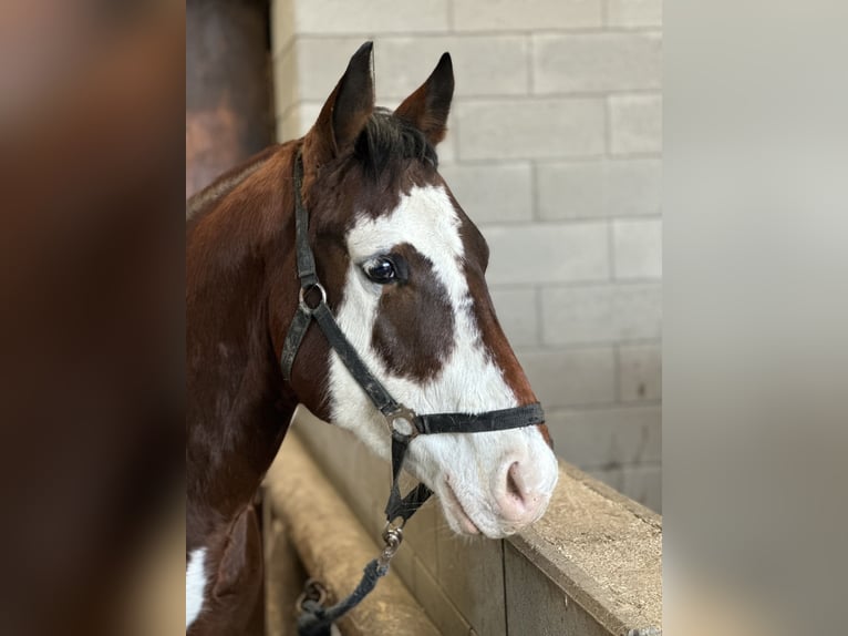 Paint Horse Gelding 4 years 14,3 hh Pinto in Lützelbach