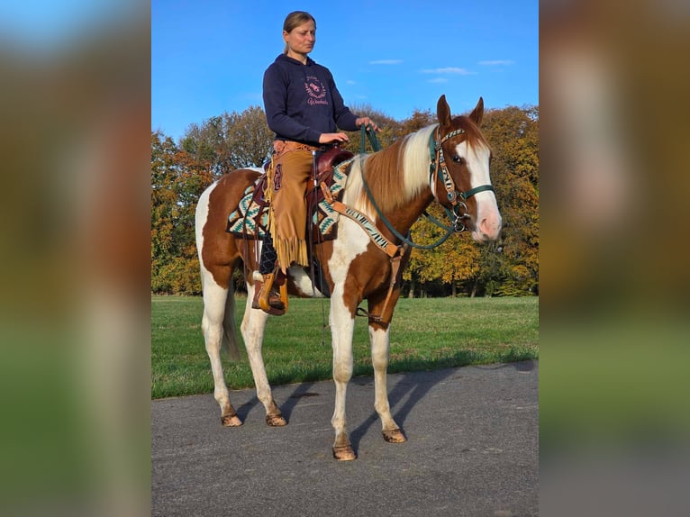 Paint Horse Gelding 4 years 14,3 hh Pinto in Linkenbach