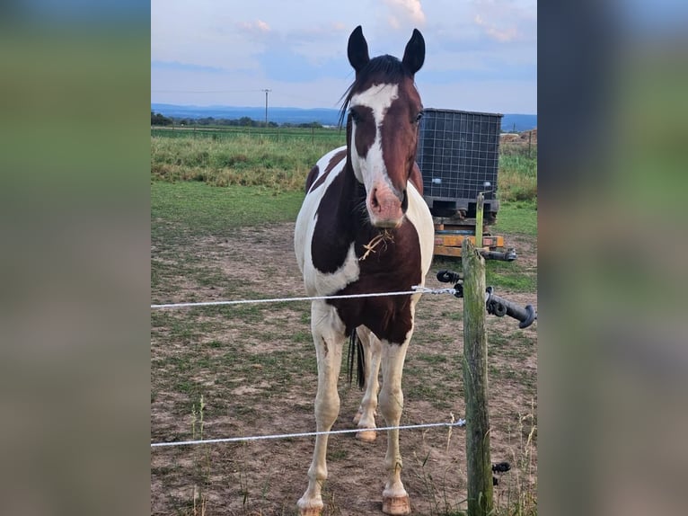 Paint Horse Gelding 4 years 14,3 hh Pinto in Swisttal