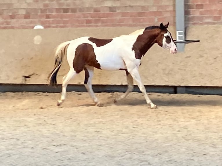 Paint Horse Gelding 4 years 14,3 hh Pinto in Swisttal