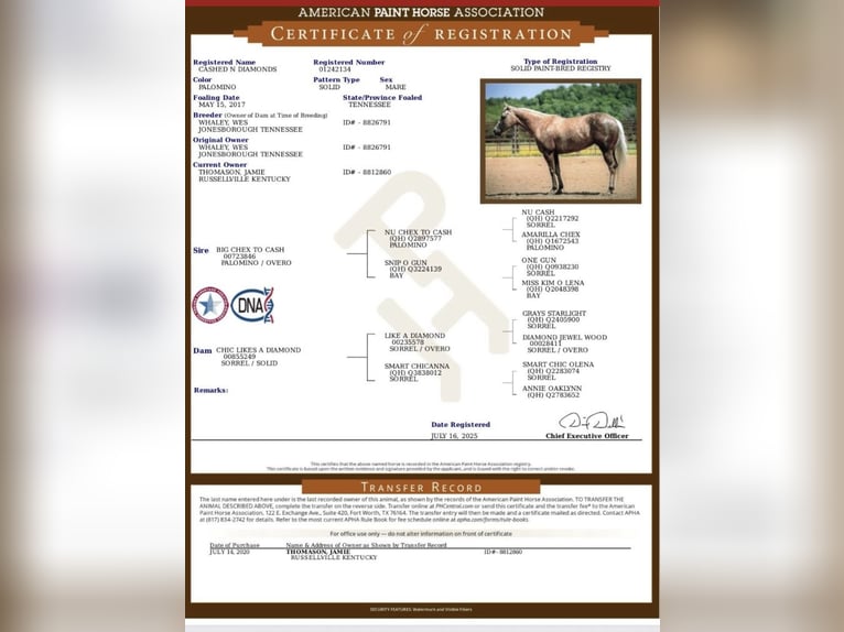 Paint Horse Gelding 4 years 14 hh Palomino in Auburn, KY