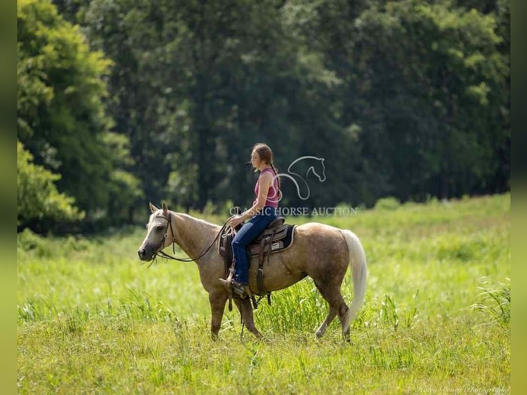Paint Horse Gelding 4 years 14 hh Palomino in Auburn, KY