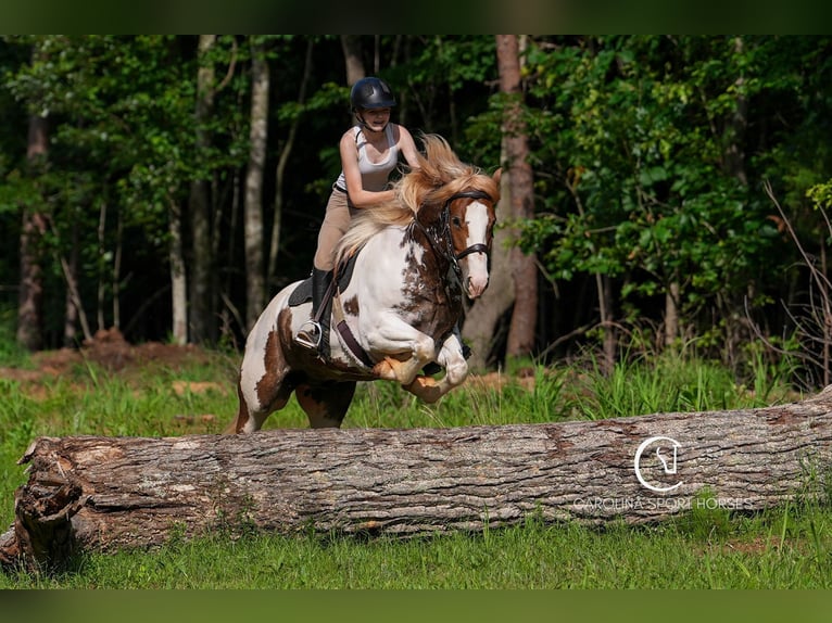 Paint Horse Mix Gelding 4 years 14,2 hh in Clover, SC