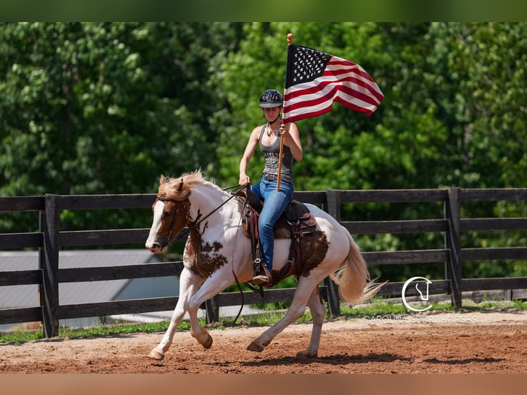 Paint Horse Mix Gelding 4 years 14,2 hh in Clover, SC