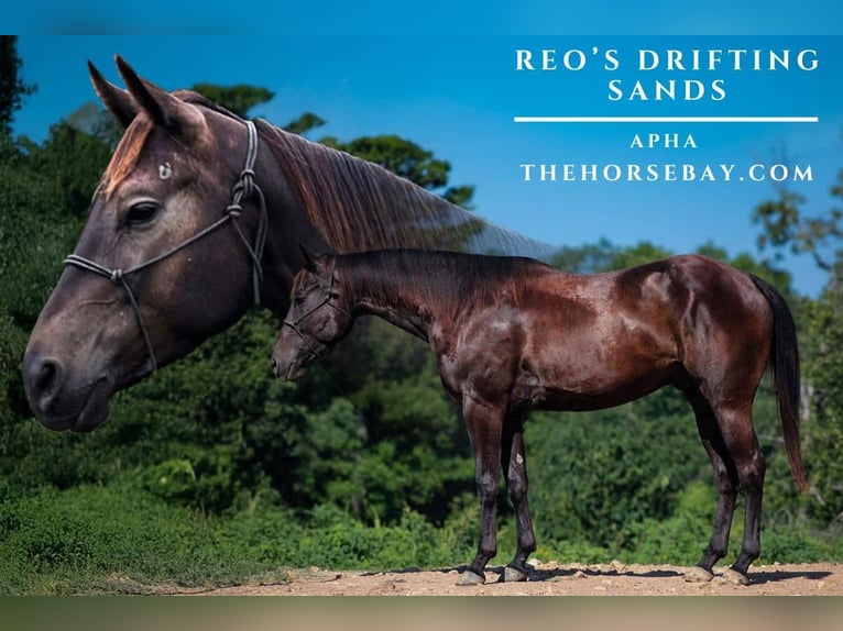 Paint Horse Gelding 4 years 15 hh Black in Peggs, OK