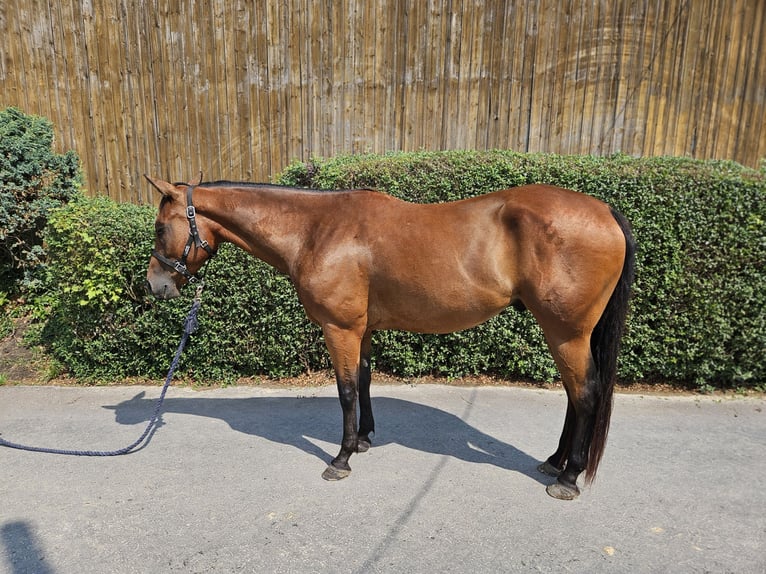 Paint Horse Gelding 4 years 15 hh Brown in Bergkamen