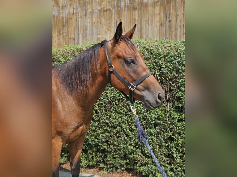 Paint Horse Gelding 4 years 15 hh Brown in Bergkamen