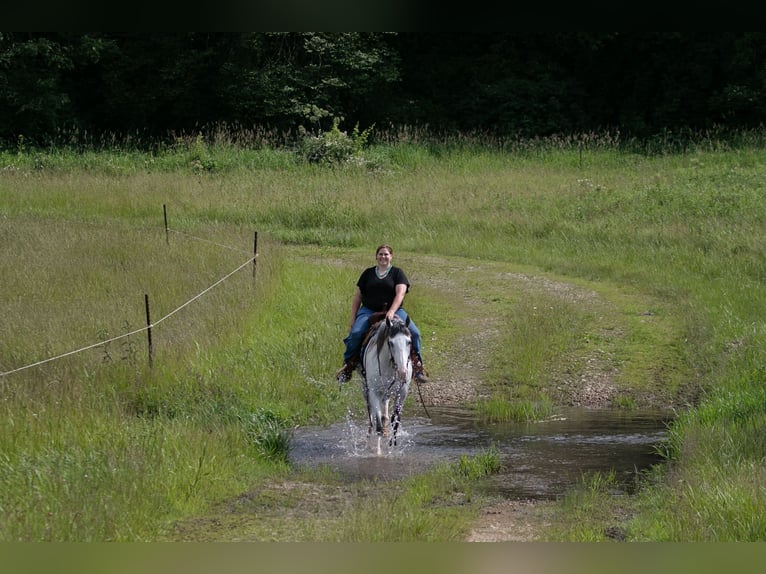 Paint Horse Gelding 4 years 15 hh Gray in Dodgeville, WI