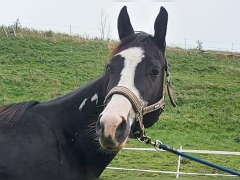 Paint Horse Gelding 4 years 15 hh Overo-all-colors in Lichtenau