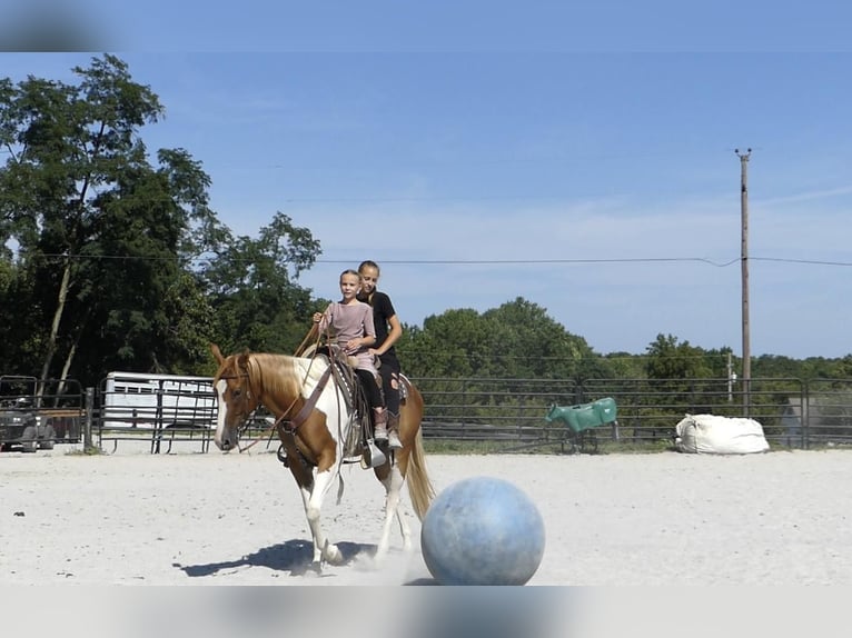 Paint Horse Gelding 4 years 15 hh Palomino in New Holland, PA