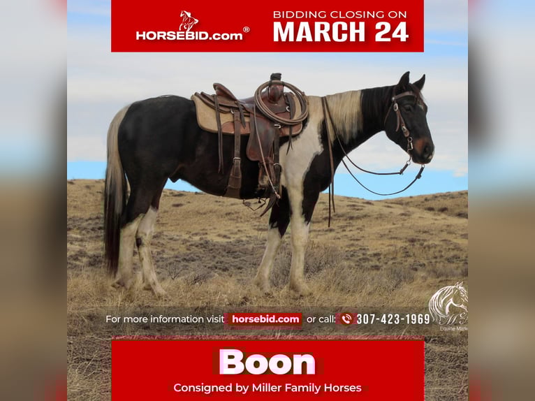 Paint Horse Gelding 4 years 15 hh Tobiano-all-colors in Ranchester, WY